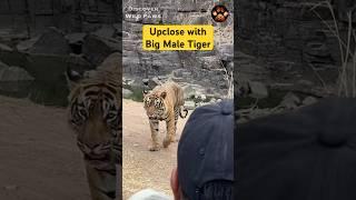 Close Encounter with Big Male Tiger in Ranthambore T121 #shorts #discoverwildpaws