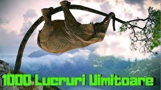 Top 1000 Lucruri UIMITOARE