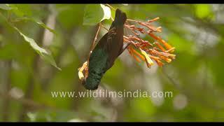 Purple Sunbird prepares its nest for the next generation