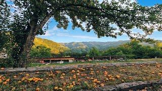 Beauty of the Rhodopes, Bulgaria | Красотата на Родопите