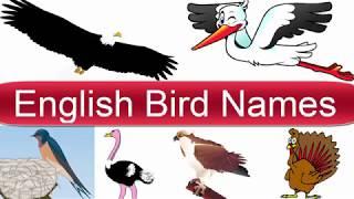 Learn English Bird Names |  Birds Vocabulary in English - Learn English