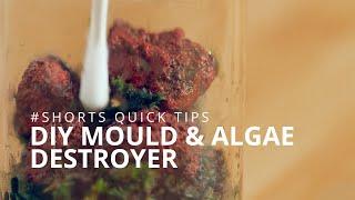 Quick Tips | DIY Household Mould & Algae Destroyer  | #Shorts