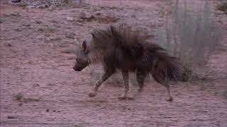 Brown Hyena chases Leopard into a tree