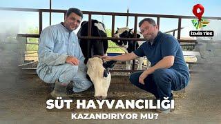 AYRINTILARIYLA SÜT HAYVANCILIĞI! | Gezdikçe Bilelim İzmir Tire