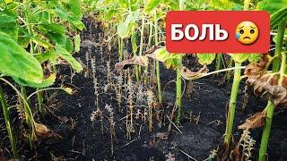 Боль и разочарование! Заразиха и болячки в посевах подсолнуха гибрид Ново, Альфа