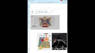 PITUITARY - HYPOTHALAMUS INTERPLAY : Functional Anatomy