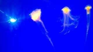 A Lions Mane Jellyfish video set to classical music