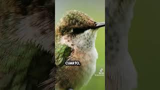 5 cosas que no sabias sobre los colibríes! #colibrí #animales #curiosidades #sabiasque #shortsfeed