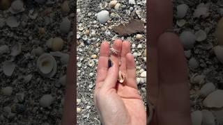 Tiny Shell Adventures: A Florida East Coast Shelling Adventure #FloridaShelling