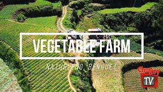 Vegetable Farm at Natubleng Benguet | ChaRey TV