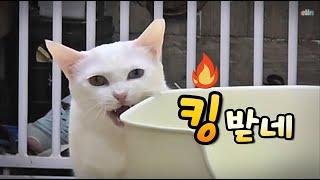 고양이 부를 때  상당히 효과 있었던 방법 ( How to call a cat)