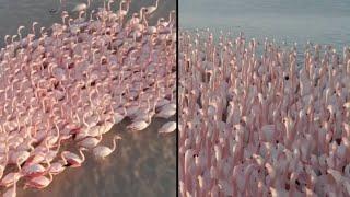 A Very Nice Flamboyance of Flamingos Flocks in Kazakhstan