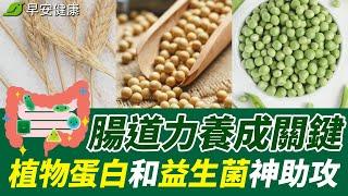 腸道力養成關鍵，植物蛋白和益生菌神助攻！【早安健康】