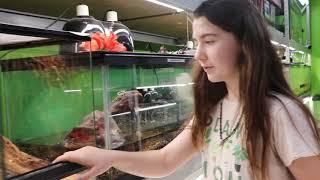 Shop Tour of Adoption Animals plus reptiles enjoying hibiscus flowers from the homestead