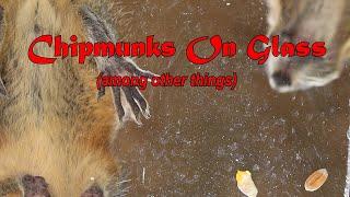 Chipmunks on Glass (among other things)