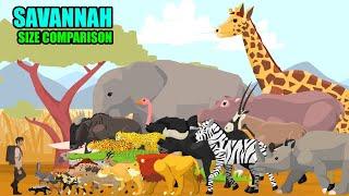 Savannah Animals Size Comparison | Animal Animation