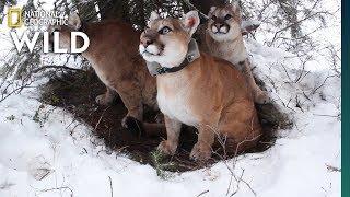 How Mountain Lion Mothers Care for Their Kittens | Nat Geo Wild