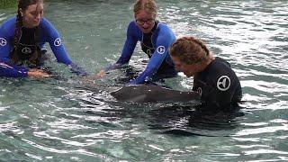 Rosie Arrives at Clearwater Marine Aquarium!