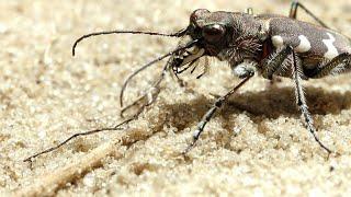 The Tiger Beetle is Incredibly Fast for its Size