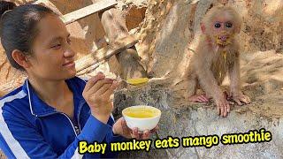 Single girl blends mango ice cream to help baby monkey gain weight without mother