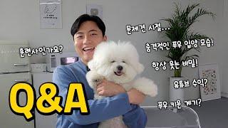 푸우형 첫 Q&A 최초공개입양 계기, 문제견시절, 교육방법, 푸우형 충격과거, 유튜브수익