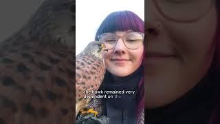 The kestrel flies 500 kilometers back home#shorts #rescue #animal #kestrel #cute #family #pets