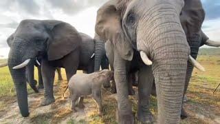 The Most Emotional Moments in Baby Elephant, Khanyisa’s 3 Years! 