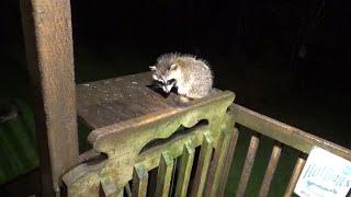 Friday 27 Sept  Baby Raccoons