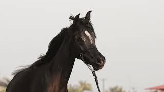 A Black Straight Egyptian Young Mare from Kuwait, SARMAD AL SHARG