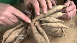 Dividing Dahlias