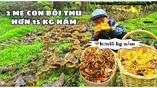 Khu rừng toàn là nấm, chỉ cần 2 tiếng là có hơn 15 kg nấm mang về