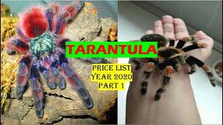 Tarantula Price list Philippines Part 1