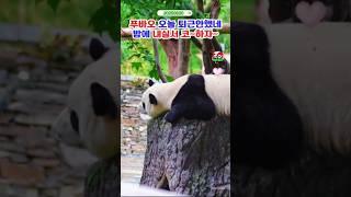 푸바오 오늘은 퇴근안했어요 #푸바오실시간 #푸바오근황 #판다월드 #에버랜드 #아이바오 #러바오 #루이바오 #후이바오 #강바오 #송바오