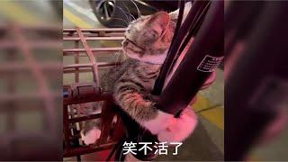 猫咪第一次出门反应！哈哈哈哈哈