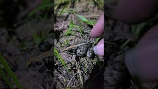 Catch frogs and funny | tep longheng funny fro #frog #funny #bigfrog