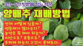 봄 양배추 심는 시기와 재배방법//4월~5월 텃밭 추천작물//