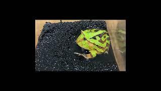 パクパク　アマゾンツノガエル　Surinam Horned frog　Ceratophrys cornuta　#shorts #shortsvideo