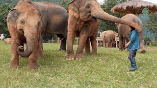 FaaMai and ThongAe rival for Mother Lek’s attention - ElephantNews