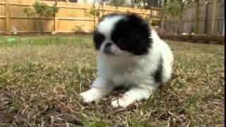 Dog Breeds - Japanese Chin. Dogs 101 Animal Planet