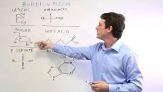 Biomolecules