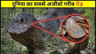 दुनिया का सबसे अजीबो गरीब पेड़ | duniya ka sabse ajibo garib tree | #shorts