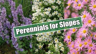 Gardening on Slopes? Here Are 10 Perennials for Sun and Shade