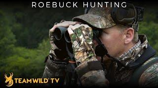 Roebuck Hunting in Cornwall