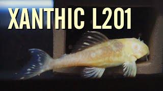 My SUPER RARE Xanthic L201 Snowball Plecos