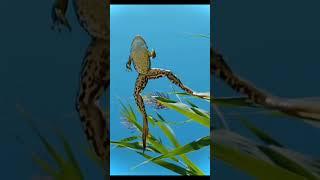 Who let the frog out #frog #funny #funnyvideo #funnyshorts #cute #wildlife