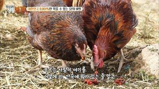 사료 없이 키우는 자이언트 토종닭! [황수경의 생활보감] 32회 20171111