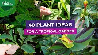 40+ PLANT IDEAS for a TROPICAL garden