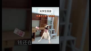 大学宿舍的谜之行为 #猫meme小剧场 #cat #喵不可言 #猫meme #funny #喵 #大学 #宿舍 #宿舍日常 #shorts