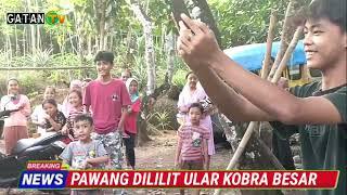 ULAR KOBRA DIKEPUNG WARGA