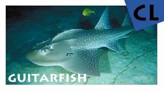 [HD] Guitarfish / Gitarrenrochen - Platyrhinidae | YOUAQUA CLASSIC